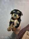 Purebred Yorkshire Terrier puppies. - 3 Purebred Yorkshire Terrier puppies. - MM.LV - 3