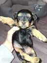 Purebred Yorkshire Terrier puppies. - 5 Purebred Yorkshire Terrier puppies. - MM.LV - 5