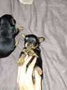 Purebred Yorkshire Terrier puppies. - 7 Purebred Yorkshire Terrier puppies. - MM.LV - 7