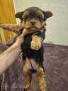 Purebred Yorkshire Terrier puppies. - 10 Purebred Yorkshire Terrier puppies. - MM.LV - 10