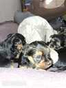 Purebred Yorkshire Terrier puppies. - 12 Purebred Yorkshire Terrier puppies. - MM.LV - 12