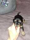 Purebred Yorkshire Terrier puppies. - 13 Purebred Yorkshire Terrier puppies. - MM.LV - 13