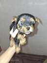Purebred Yorkshire Terrier puppies. - 15 Purebred Yorkshire Terrier puppies. - MM.LV - 15