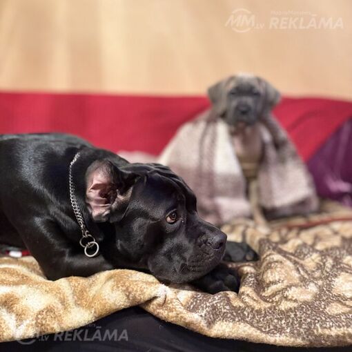 Florentino Florentino - MM.LV