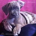 Florentino - 2 Florentino - MM.LV - 2