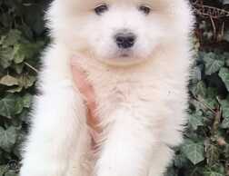 Щенок Самоеда - MM.LV