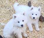 Щенок Самоеда - MM.LV - 8