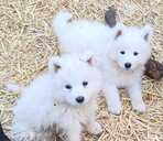 Щенок Самоеда - MM.LV - 10
