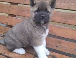 Америеанская Акита. - MM.LV