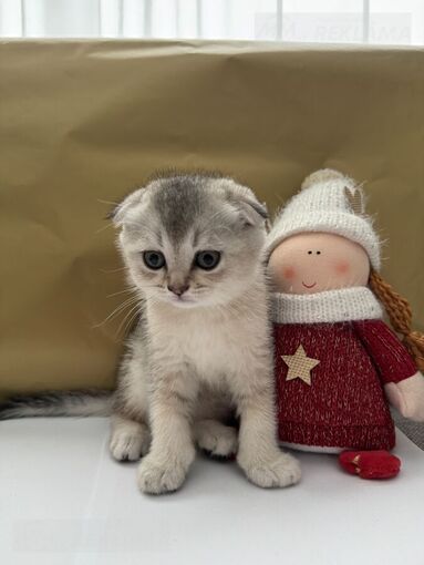 Продаются котята - MM.LV