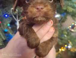 An adorable Yorkshire Terrier boy with a beautiful brown coat - MM.LV