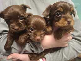 Three adorable Yorkshire Terrier girls ! - MM.LV