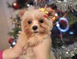 Three adorable Goldust Yorkshire Terrier girls are offered for sale. - MM.LV
