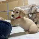 Dachshund - MM.LV - 1
