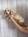 Dachshund - MM.LV - 2