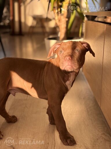 Pitbulterjera kucēni Pitbulterjera kucēni - MM.LV