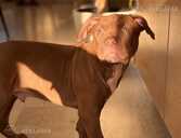 Pitbulterjera kucēni - 1 Pitbulterjera kucēni - MM.LV - 1