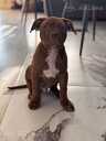 Pitbulterjera kucēni - 2 Pitbulterjera kucēni - MM.LV - 2