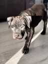 Pitbulterjera kucēni - 3 Pitbulterjera kucēni - MM.LV - 3