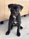 Pitbulterjera kucēni - 4 Pitbulterjera kucēni - MM.LV - 4