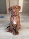 Pitbulterjera kucēni - 6 Pitbulterjera kucēni - MM.LV - 6