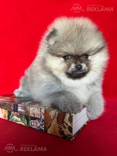 Pomeranian - MM.LV