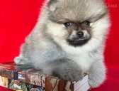Pomeranian - MM.LV - 1