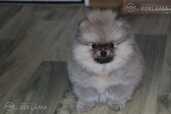 Pomeranian - MM.LV - 2
