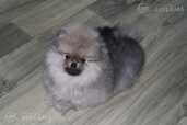 Pomeranian - MM.LV - 3
