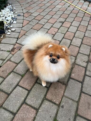 Pomeranian - MM.LV