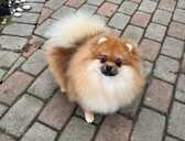 Pomeranian - MM.LV - 1