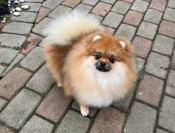 Pomeranian - MM.LV
