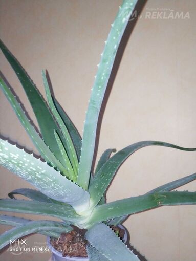 Aloe vera - MM.LV
