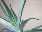 Aloe vera - MM.LV - 1