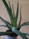 Aloe vera - MM.LV - 2