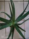 Aloe vera - MM.LV - 3
