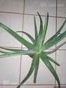 Aloe vera - MM.LV - 4