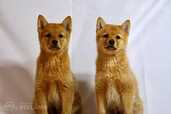 Finnish Spitz Puppies, Suomenpystykorva - MM.LV - 1