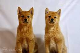Finnish Spitz Puppies, Suomenpystykorva - MM.LV