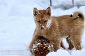 Finnish Spitz Puppies, Suomenpystykorva - MM.LV - 2