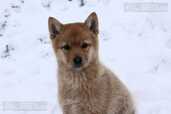 Finnish Spitz Puppies, Suomenpystykorva - MM.LV - 3