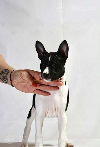 Basenji Puppy - Female black & white Basenji Puppy - Female black & white - MM.LV