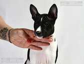 Basenji Puppy - Female black & white - 1 Basenji Puppy - Female black & white - MM.LV - 1