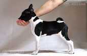 Basenji Puppy - Female black & white - 2 Basenji Puppy - Female black & white - MM.LV - 2