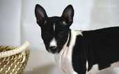Basenji Puppy - Female black & white - 3 Basenji Puppy - Female black & white - MM.LV - 3