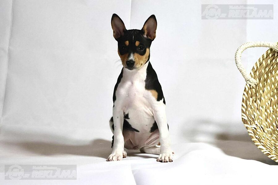 Basenji Puppy - Female Great pedigree Basenji Puppy - Female Great pedigree - MM.LV