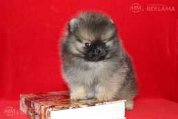 Pomeranian - MM.LV