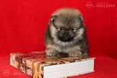 Pomeranian - MM.LV - 2