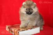 Pomeranian - MM.LV - 3
