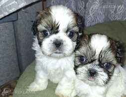 Perfect purebred Shih Tzu puppies. - MM.LV